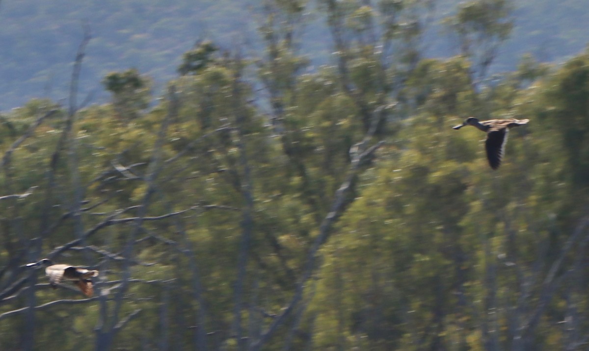 Pink-eared Duck - ML431381431