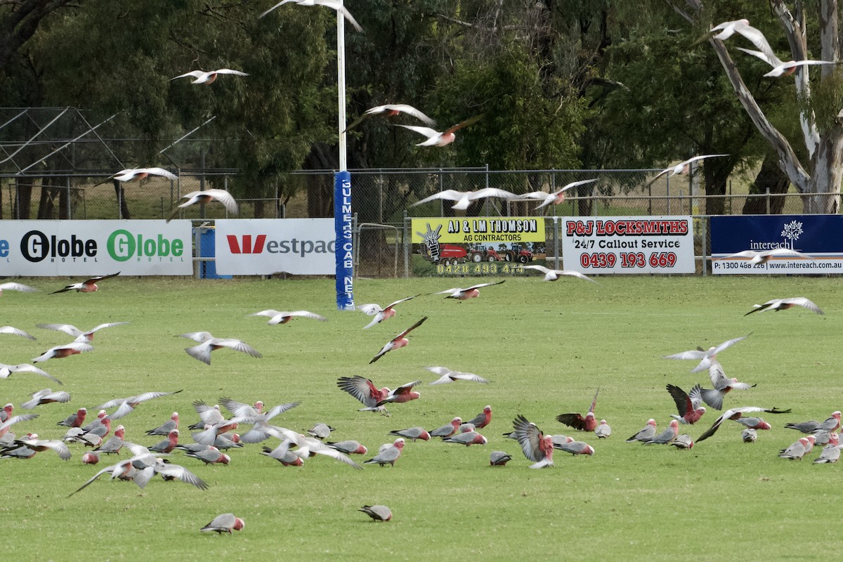 Galah - ML431383231