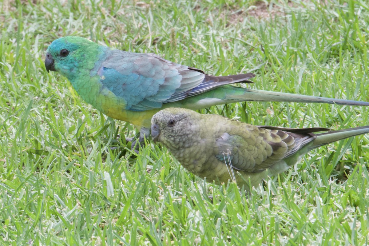 Red-rumped Parrot - ML431383401
