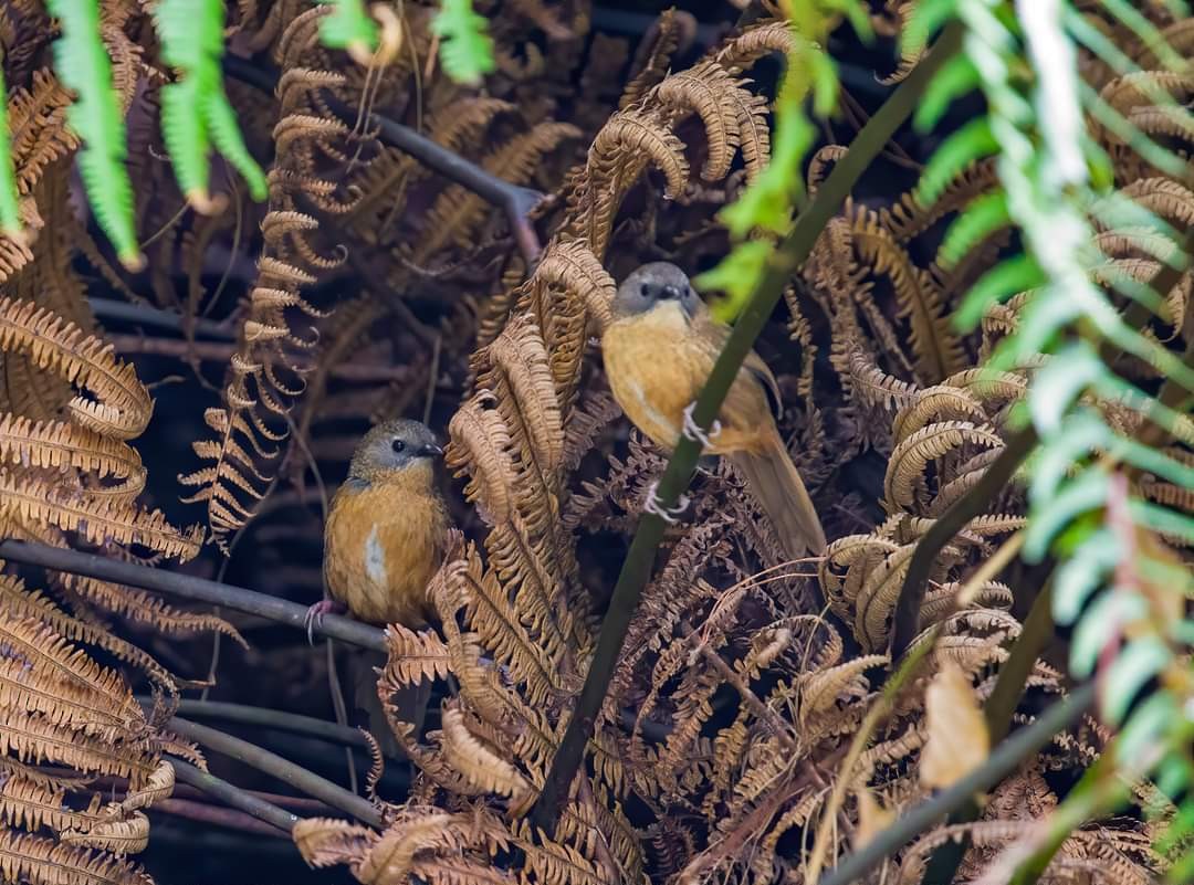 Tawny-breasted Wren-Babbler - Amitava Ganguly