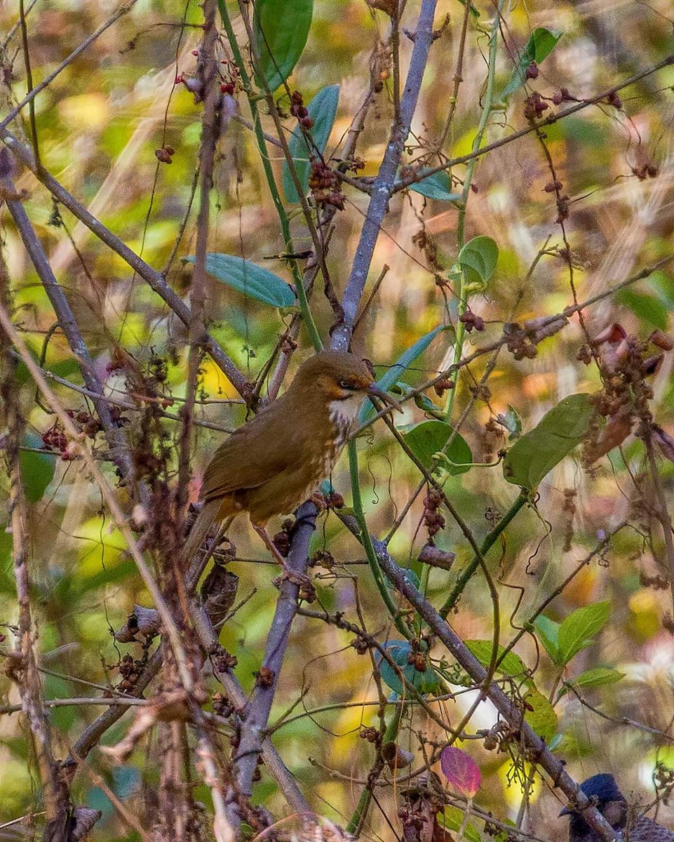 Spot-breasted Scimitar-Babbler - ML431384171