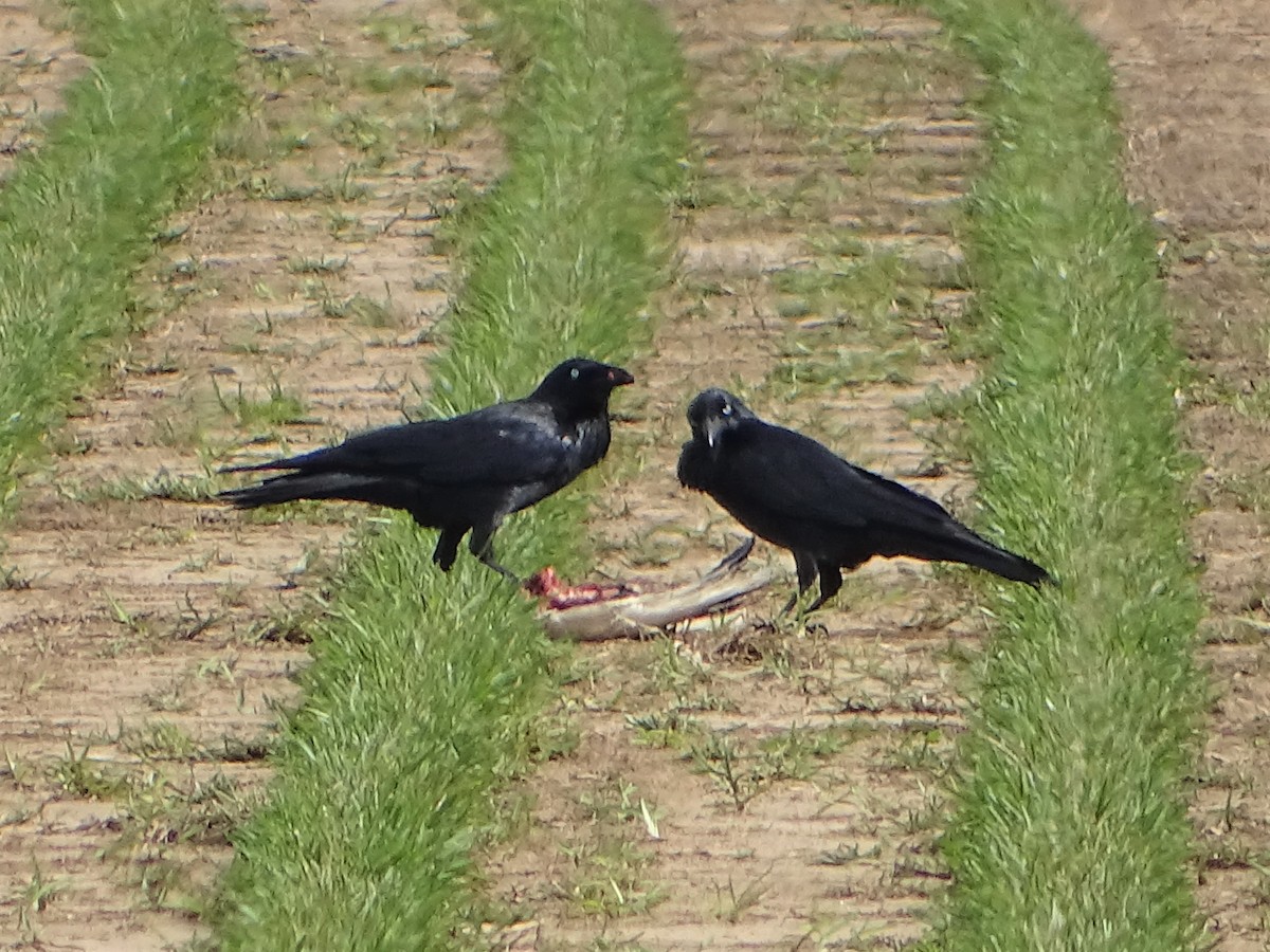 Australian Raven - ML431386101