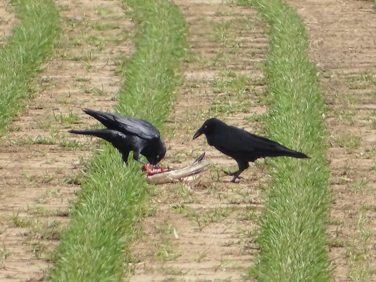 Australian Raven - ML431386121