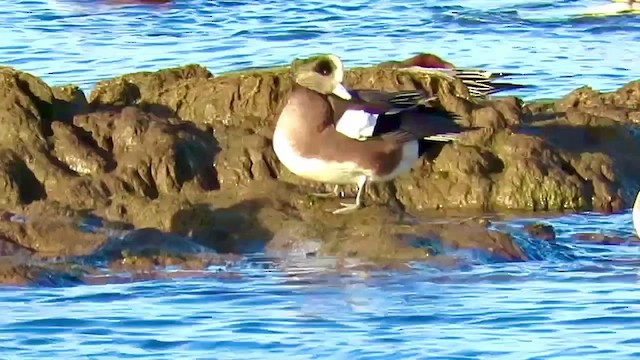 American Wigeon - ML431386801