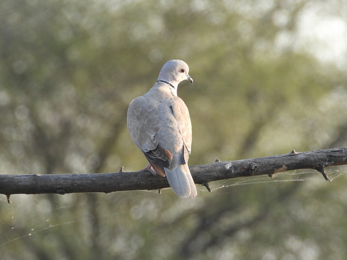 Eurasian Collared-Dove - Nicholas Iyadurai