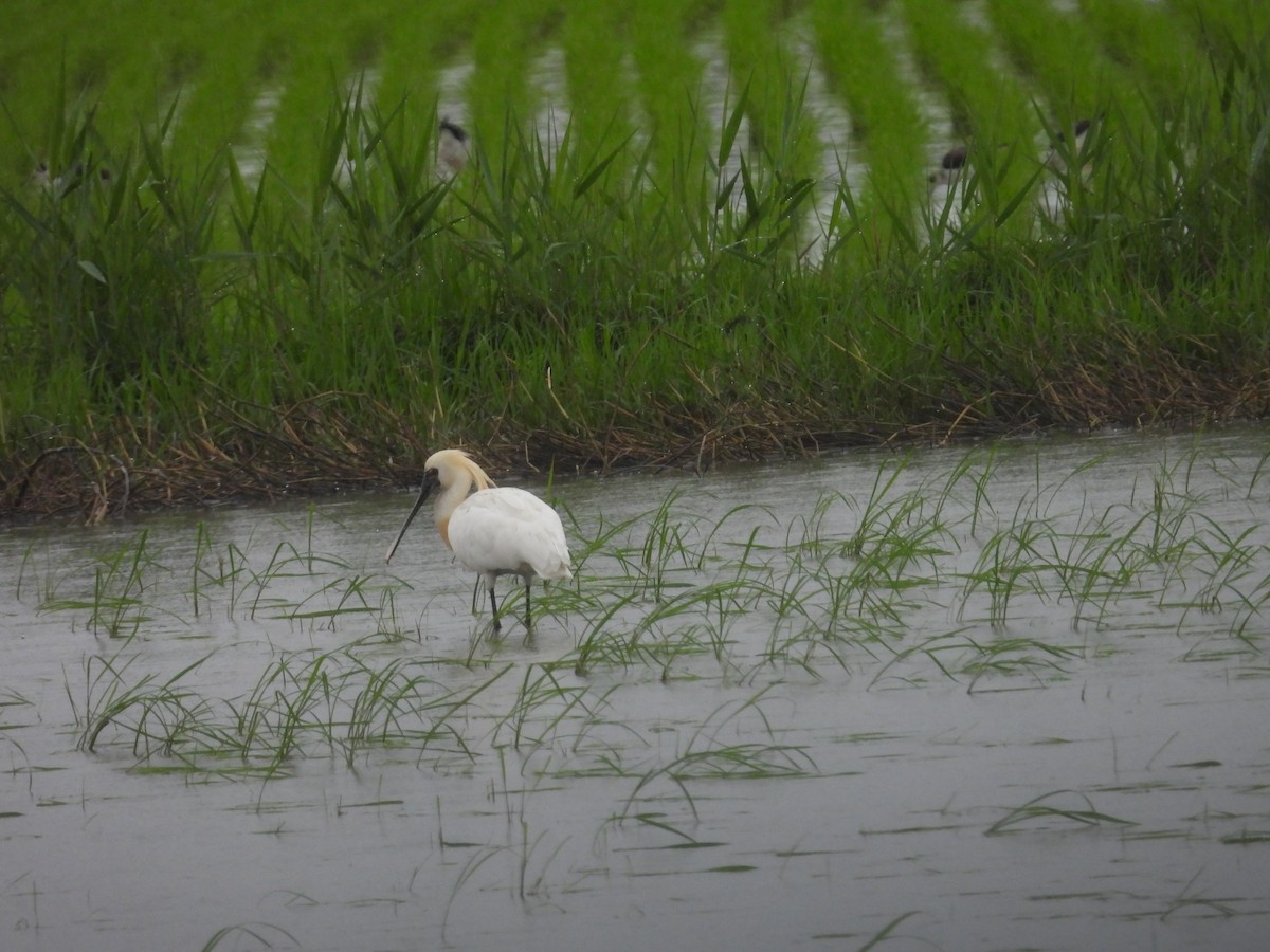 Black-faced Spoonbill - Chiray Ho