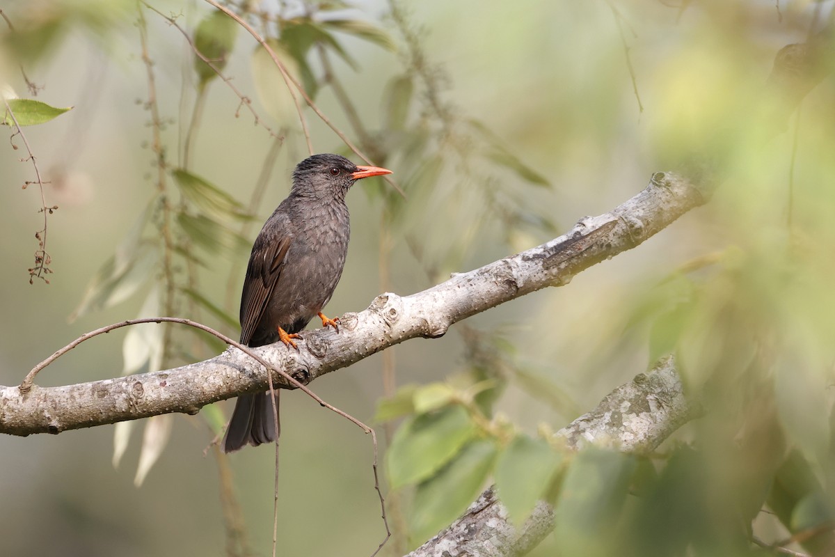 Bulbul des Ghats - ML431389241