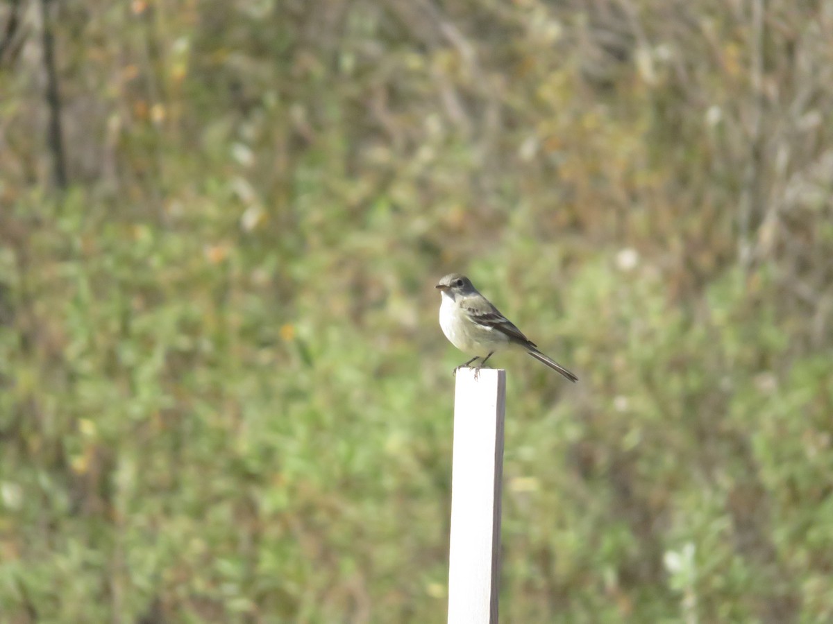 Gray Flycatcher - ML43139131