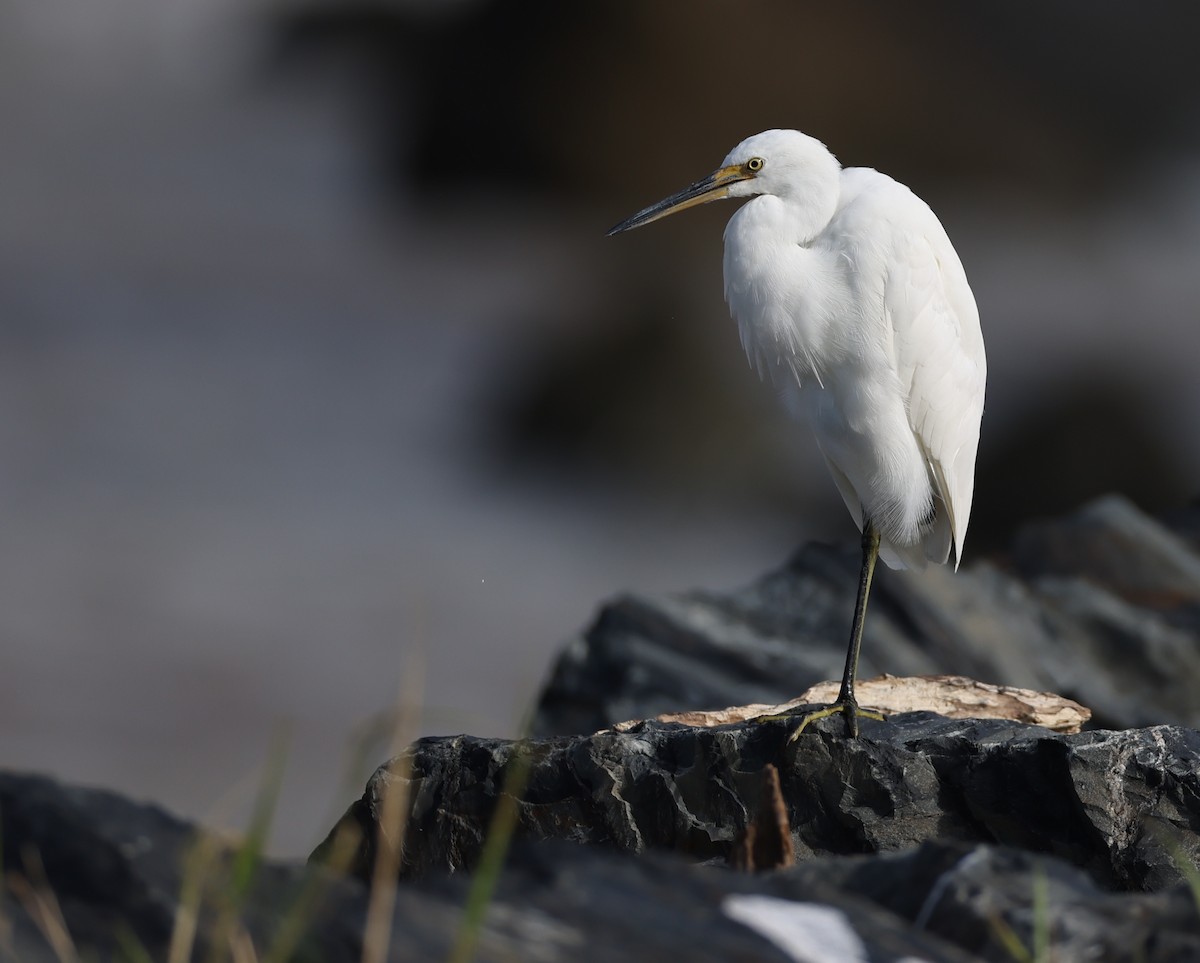Little Egret - Andy Gee