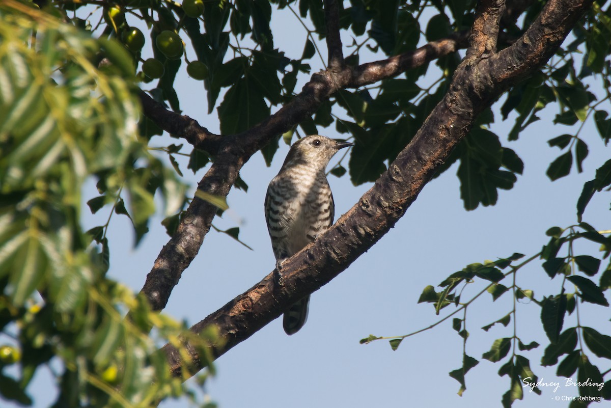 Shining Bronze-Cuckoo - ML431393701