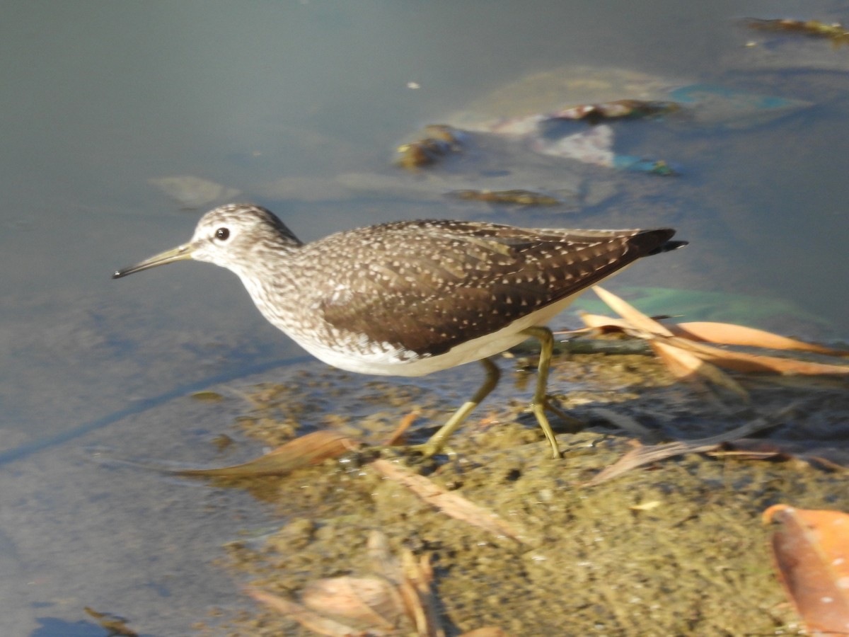 Green Sandpiper - ML431393771