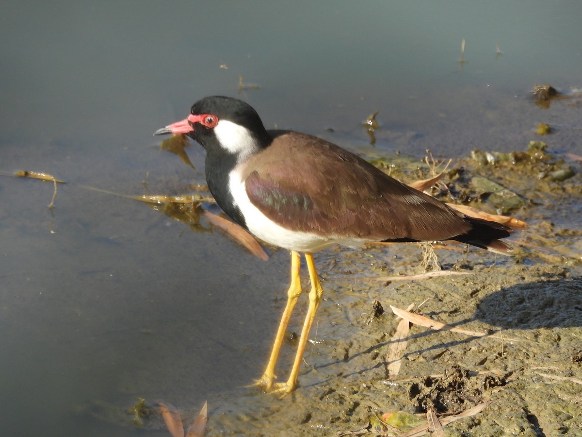 Red-wattled Lapwing - ML431393811