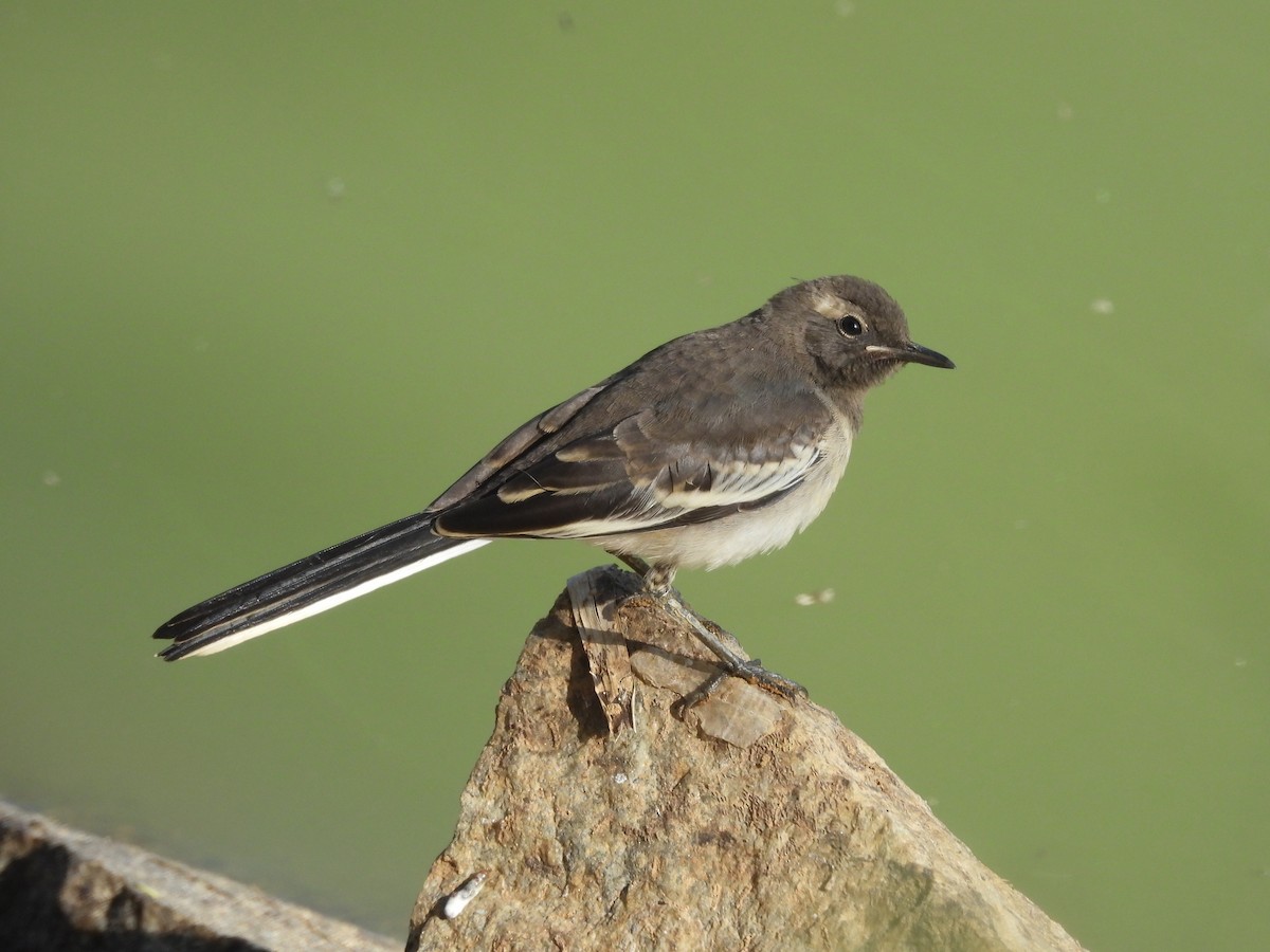 White-browed Wagtail - ML431393841