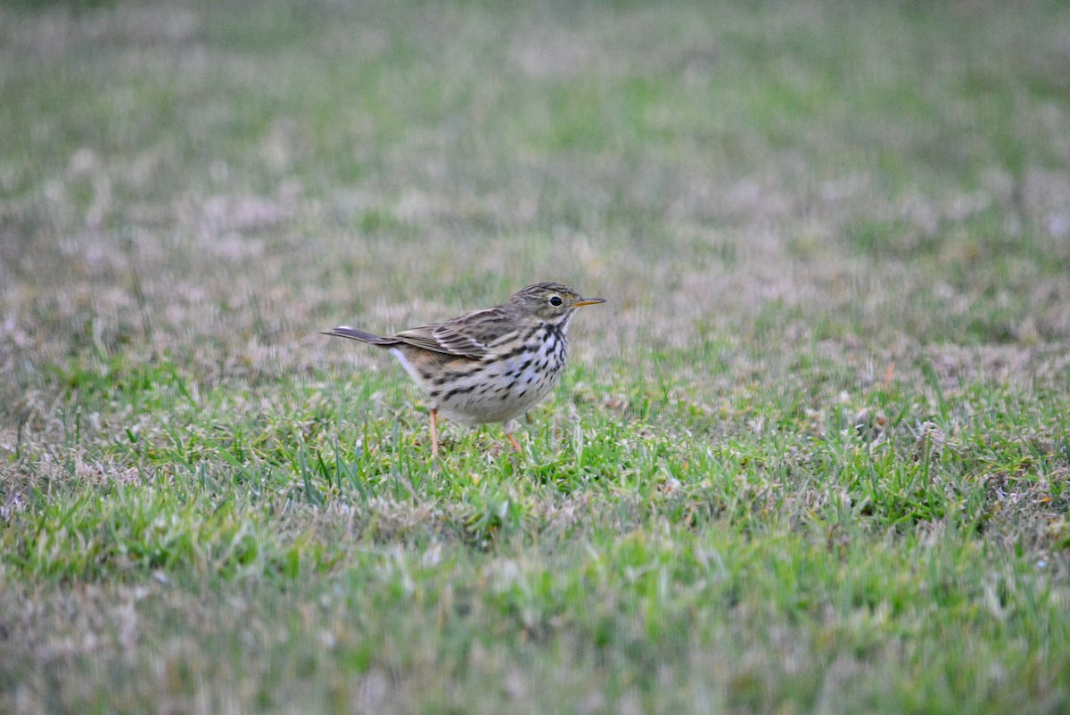 Meadow Pipit - ML431394601