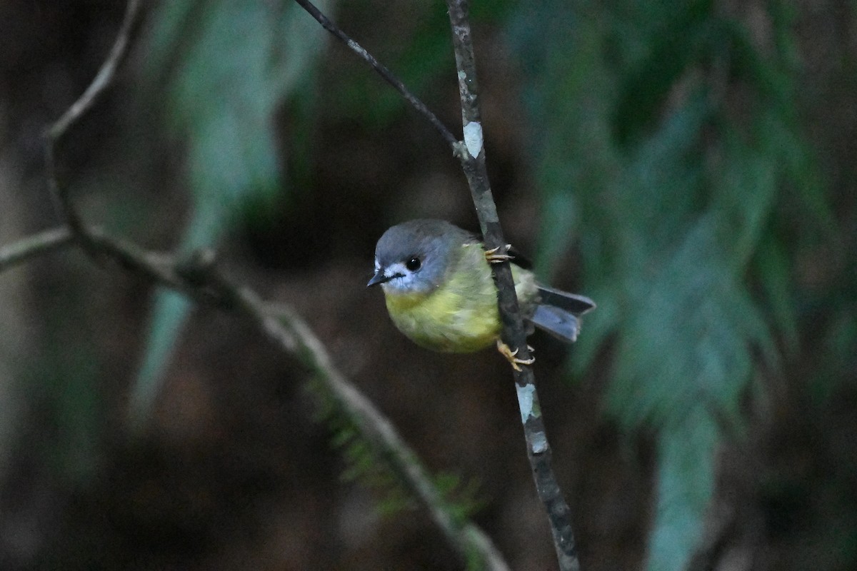 Pale-yellow Robin - ML431394981