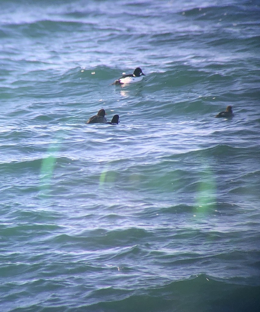 Barrow's Goldeneye - ML431397091