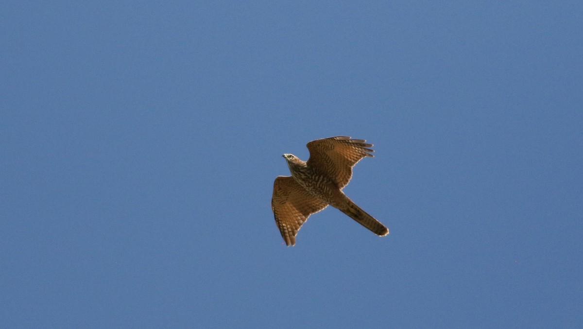 Brown Goshawk - ML431397811