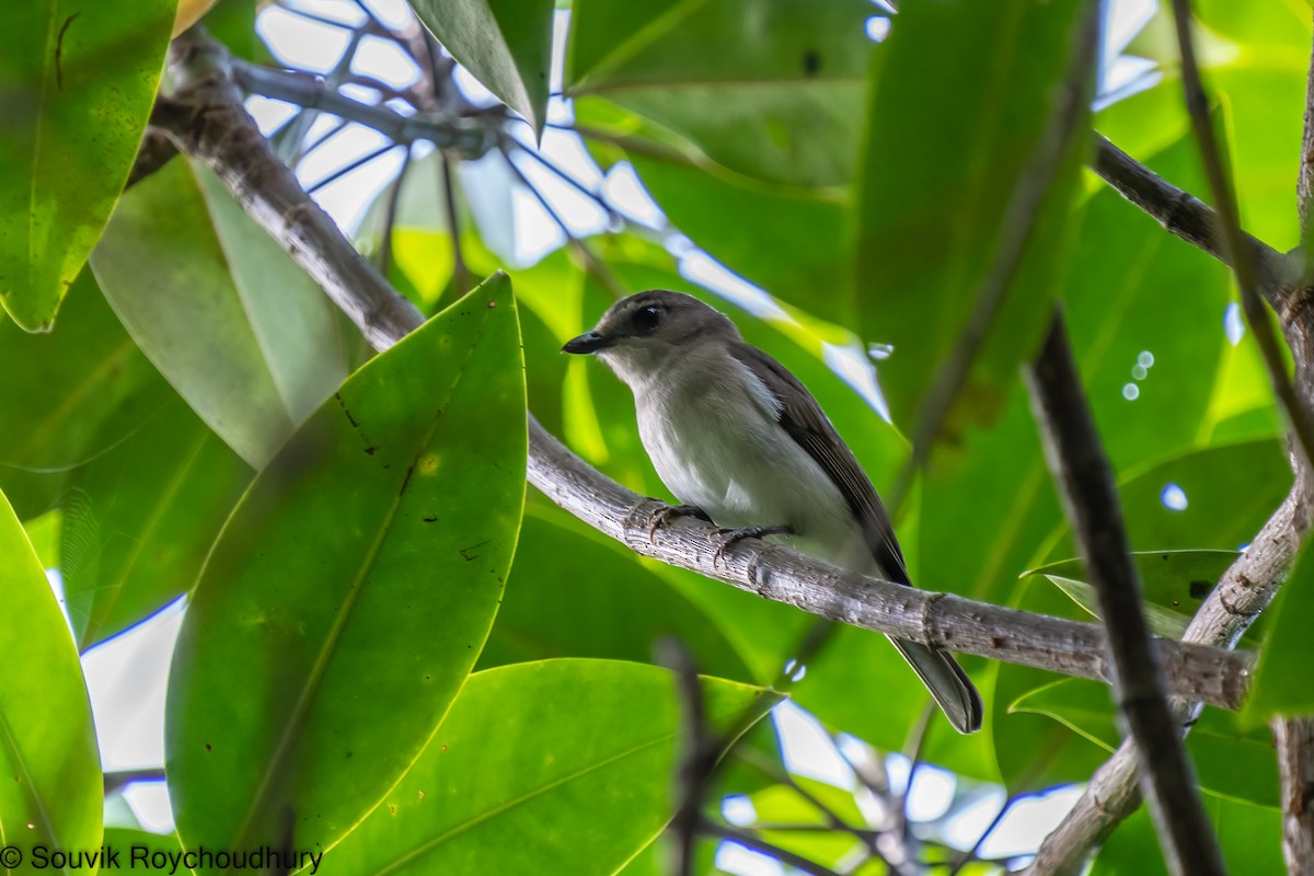 Mangrove Whistler - Souvik Roychoudhury