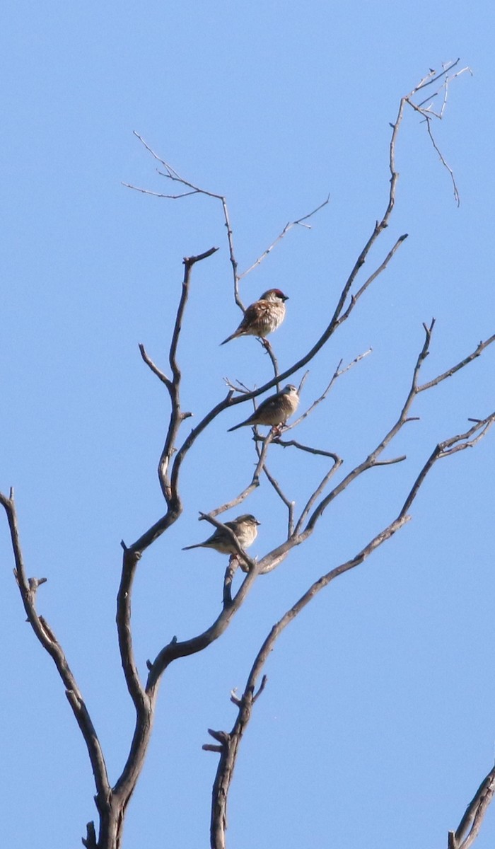 Plum-headed Finch - ML431398111