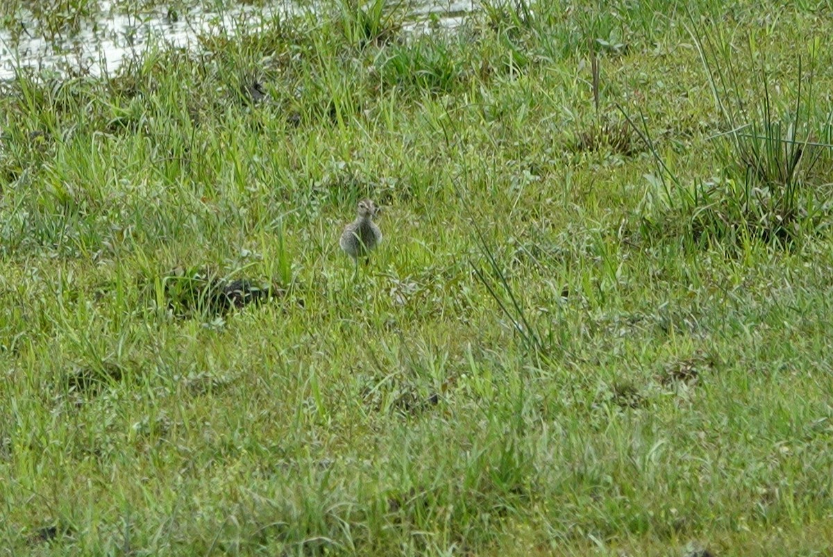 Pectoral Sandpiper - ML431398721