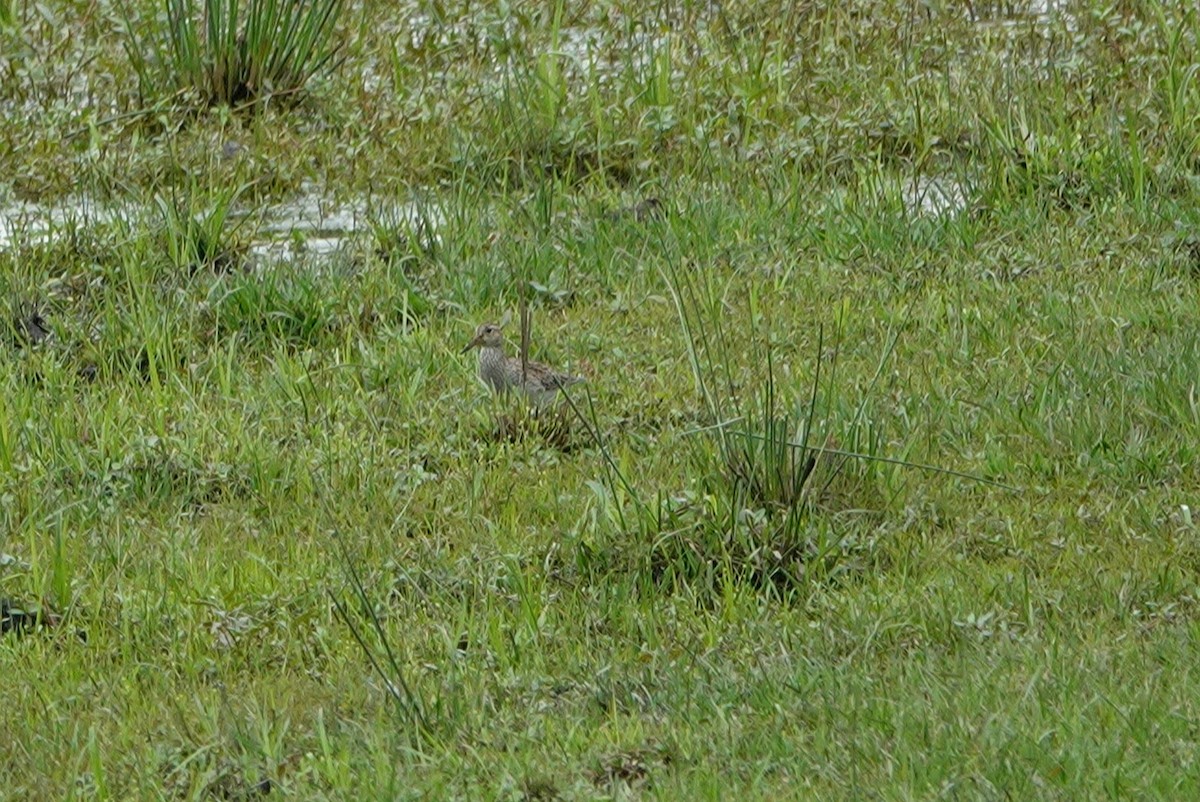 Bécasseau à poitrine cendrée - ML431398961