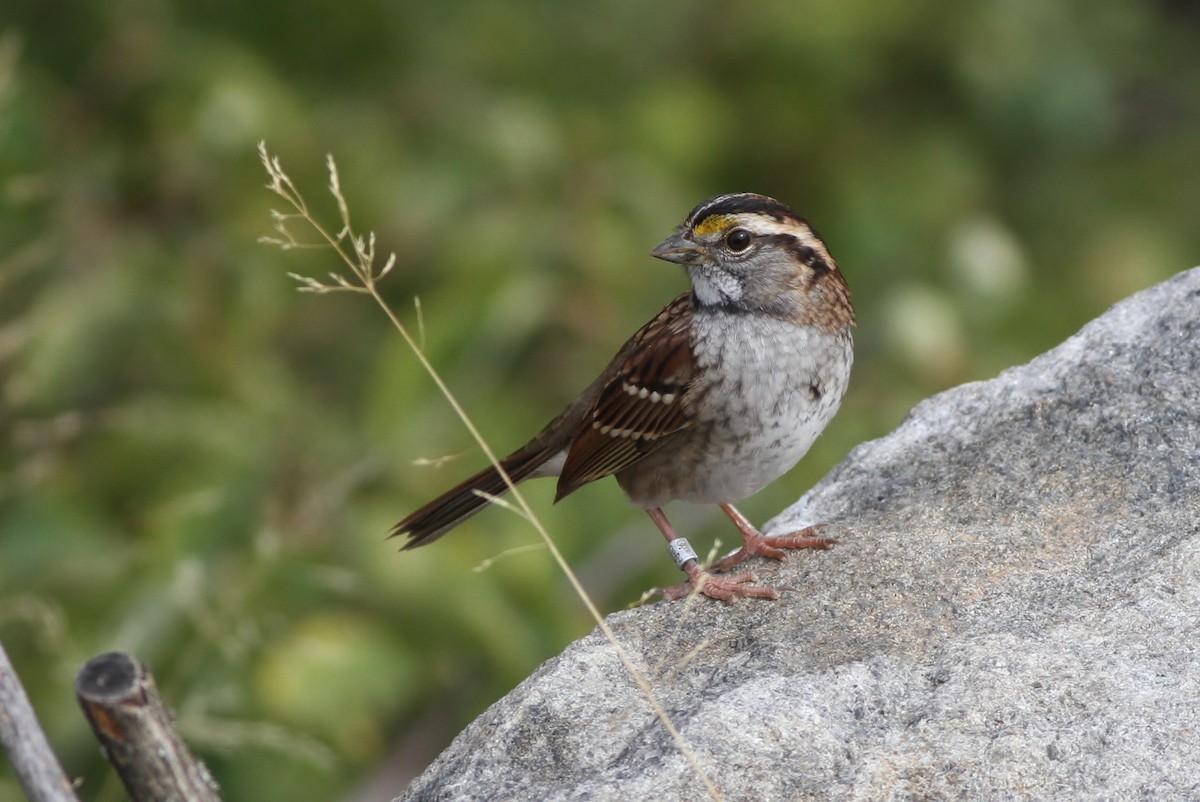 White-throated Sparrow - Alex Lamoreaux