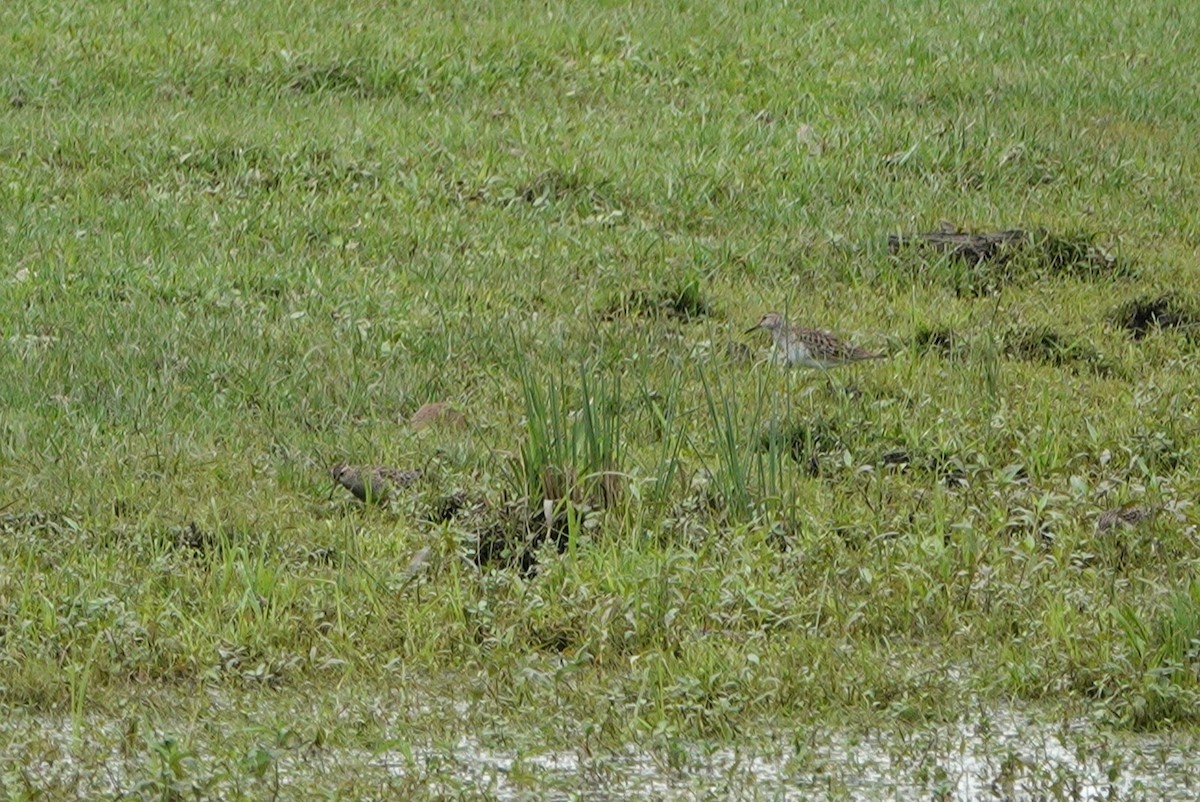 Pectoral Sandpiper - ML431399541