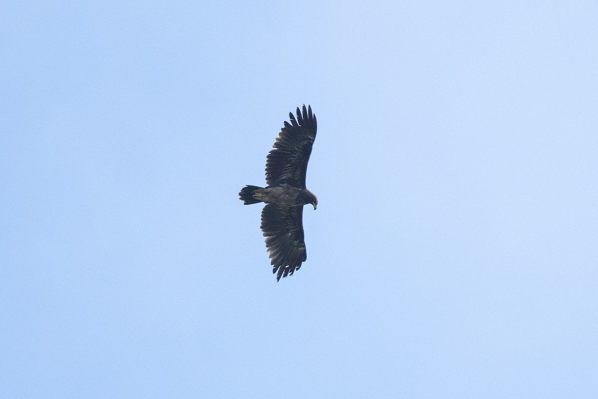 Greater Spotted Eagle - ML431400551