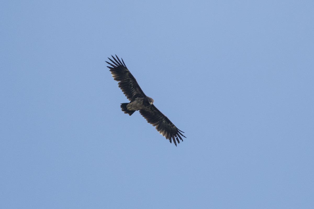 Greater Spotted Eagle - ML431400561