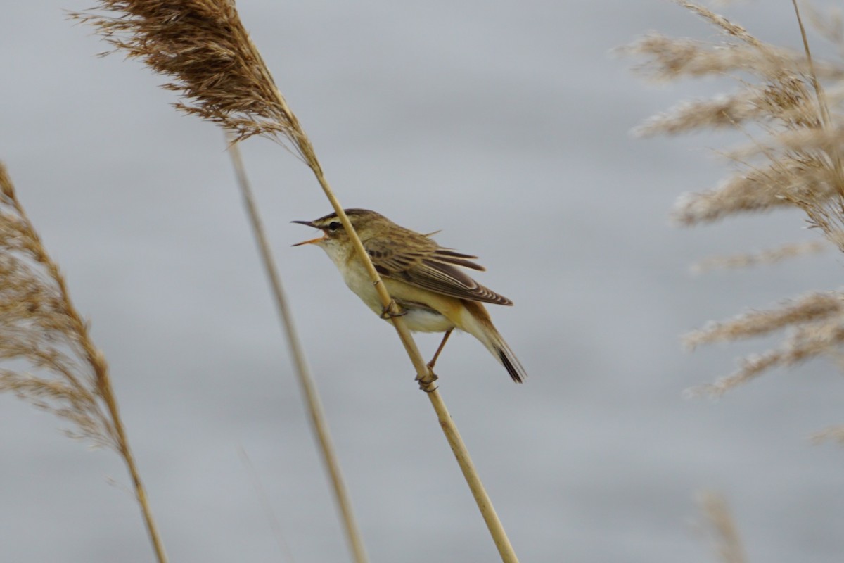 Sedge Warbler - ML431401131