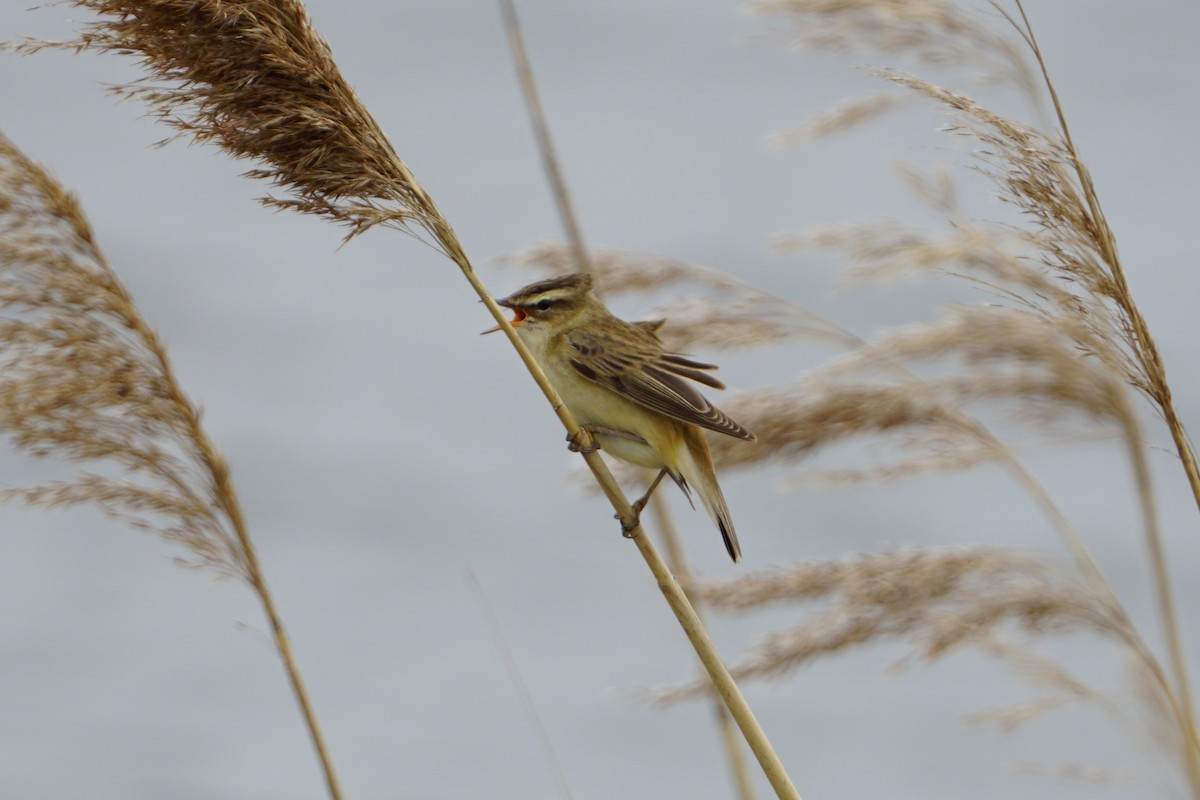 Sedge Warbler - ML431401141