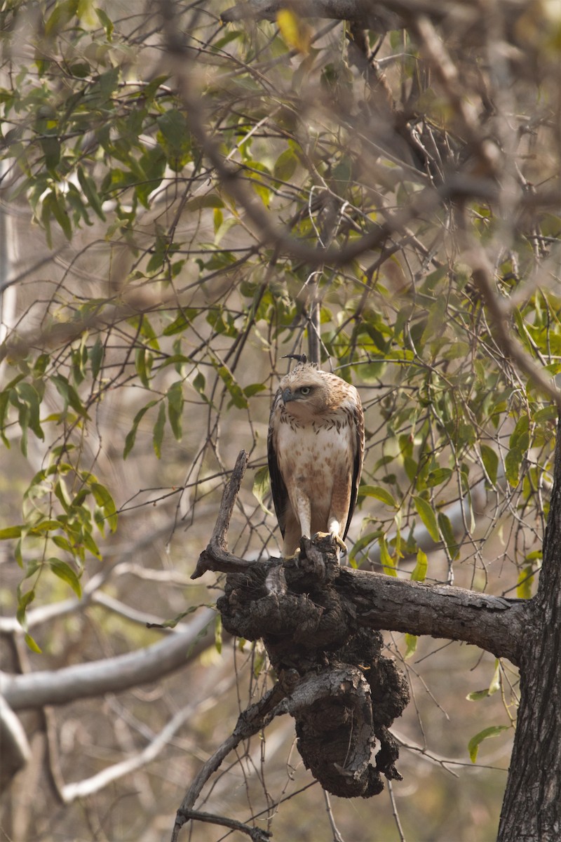 Changeable Hawk-Eagle (Crested) - Druva  Murali