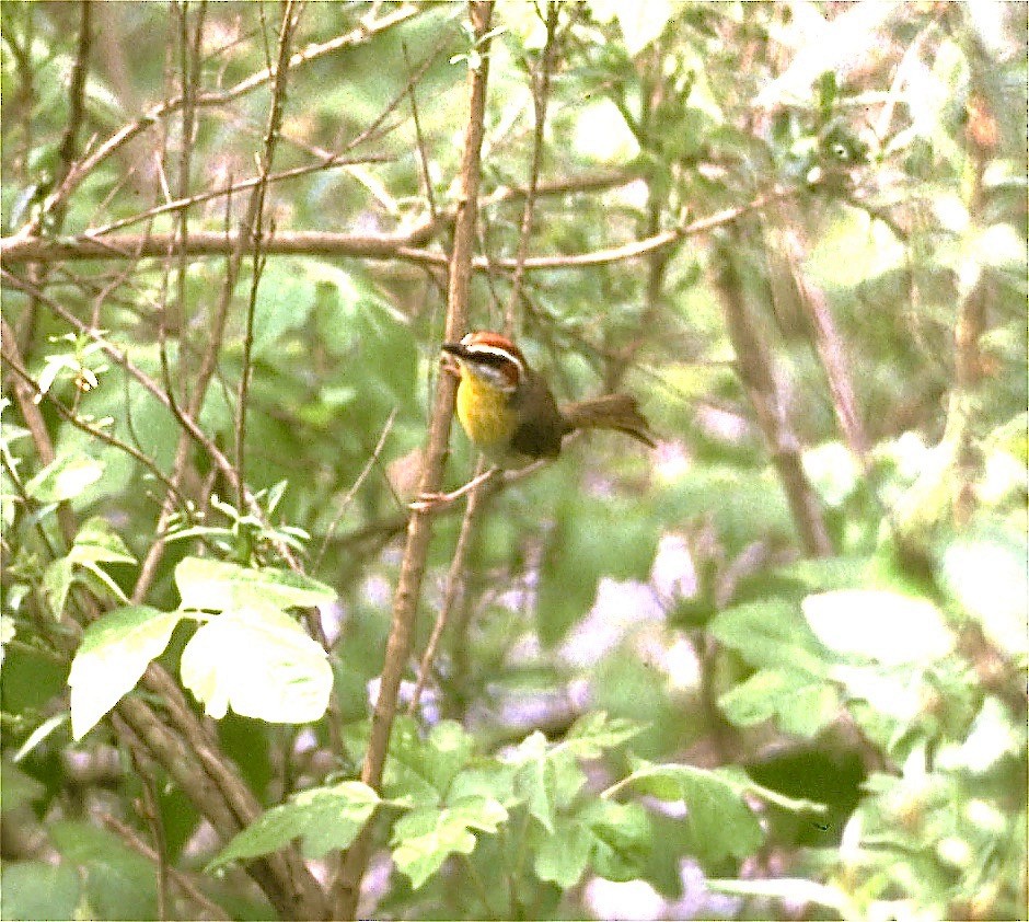 eBird Checklist - 21 Apr 2004 - Cascada Cola de Caballo - 13 species