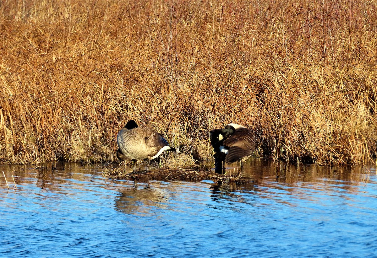 Canada Goose - ML431403581