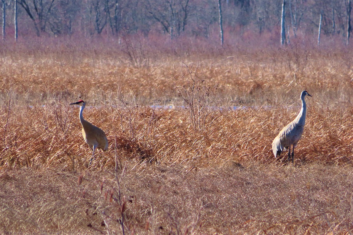 Sandhill Crane - ML431403661