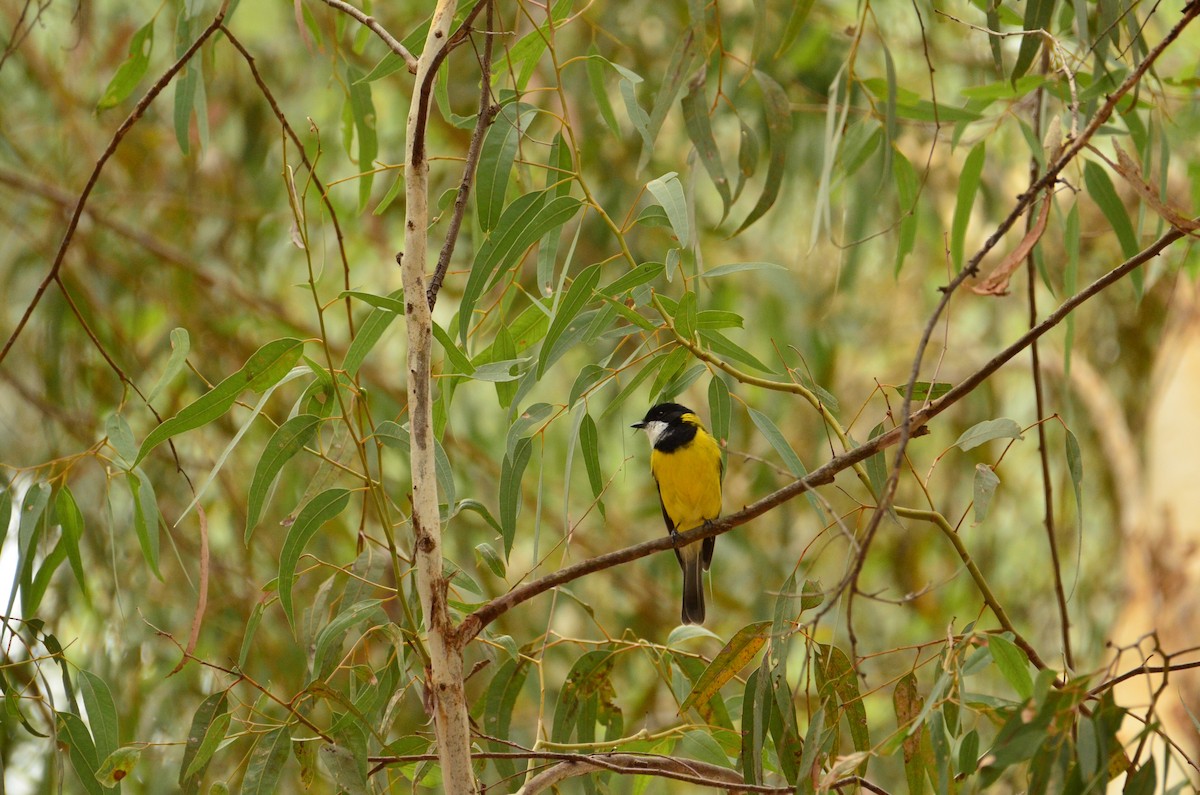 Golden Whistler (Western) - ML431403831