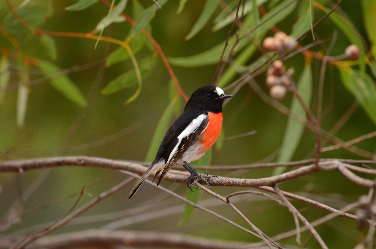 Scarlet Robin - ML431403881