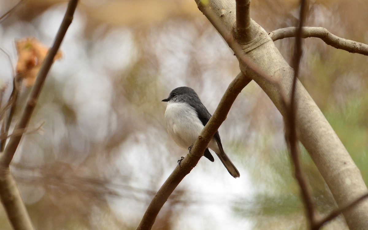 White-breasted Robin - ML431403901