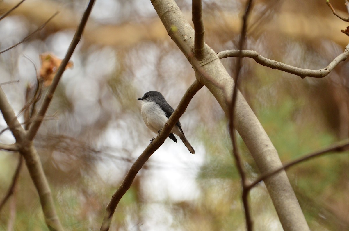 White-breasted Robin - ML431403911