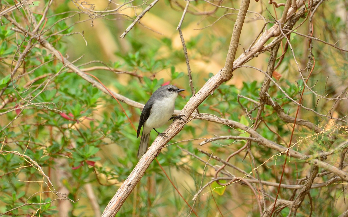 White-breasted Robin - ML431403931