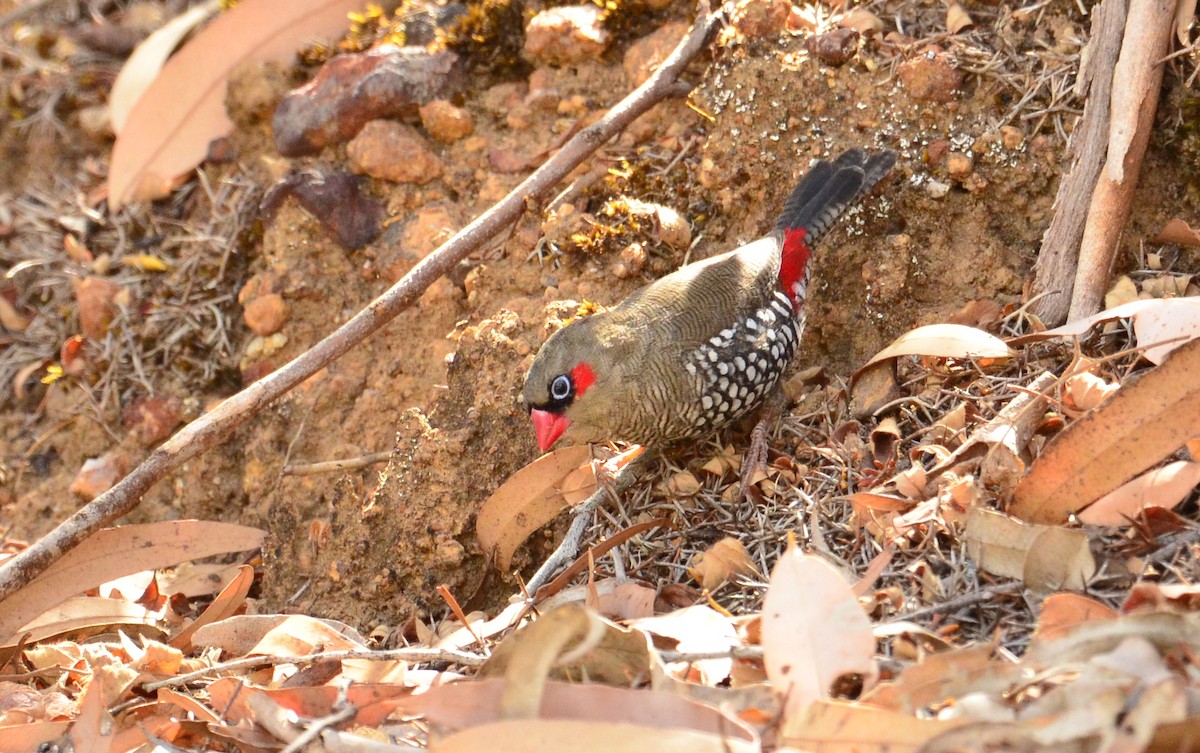 Red-eared Firetail - ML431403961