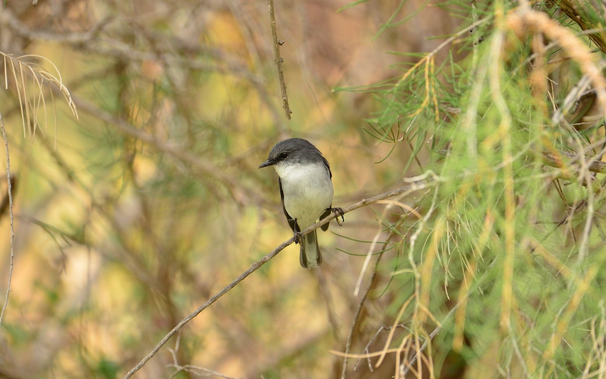 White-breasted Robin - ML431403971