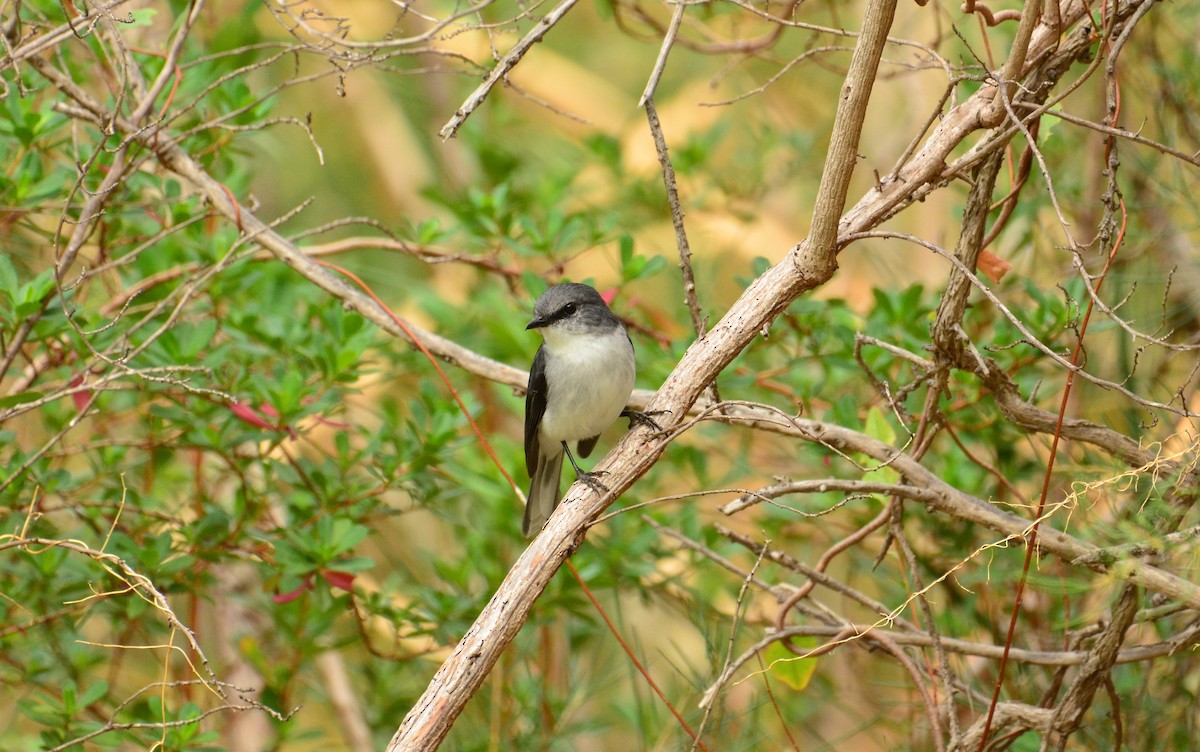 White-breasted Robin - ML431403981