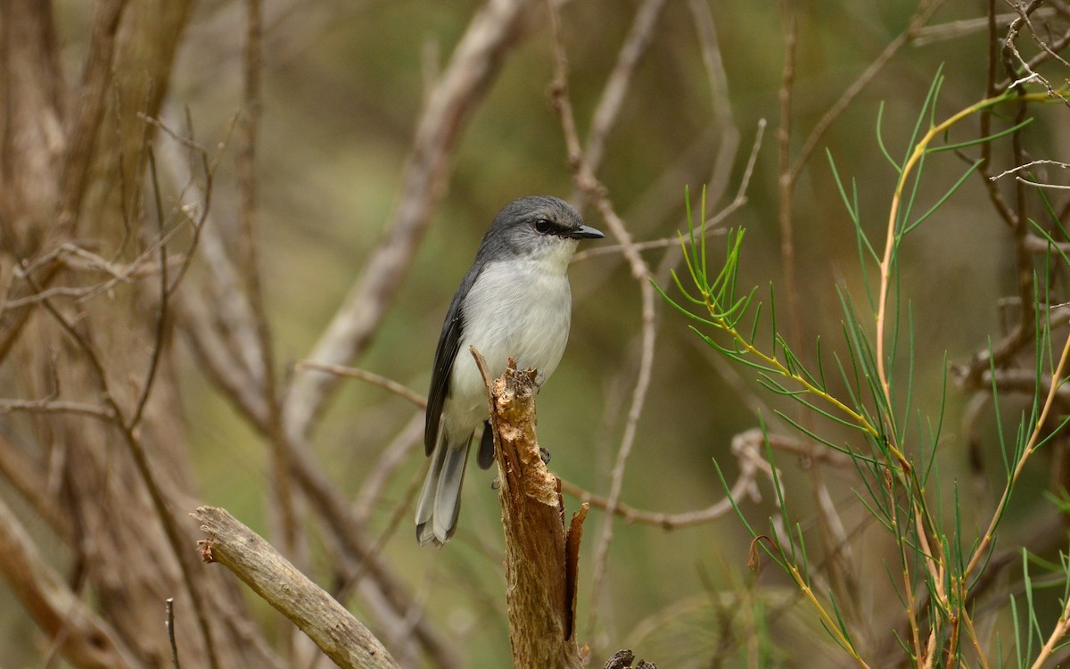 White-breasted Robin - ML431403991