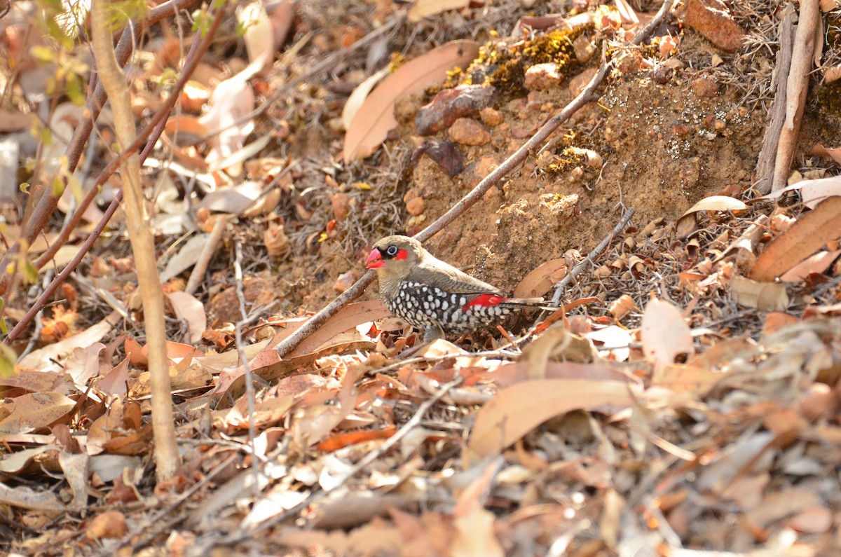 Red-eared Firetail - ML431404021