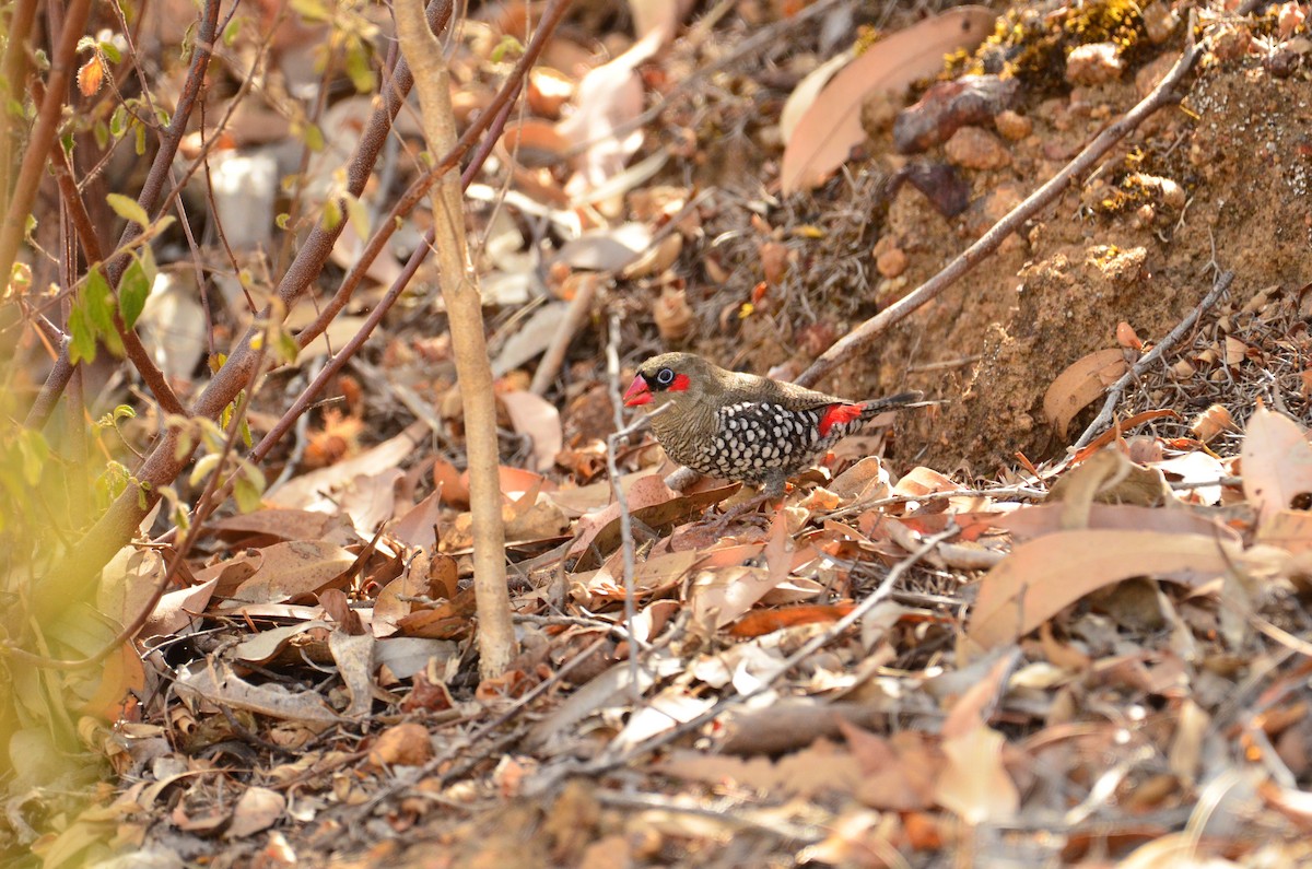 Red-eared Firetail - ML431404031