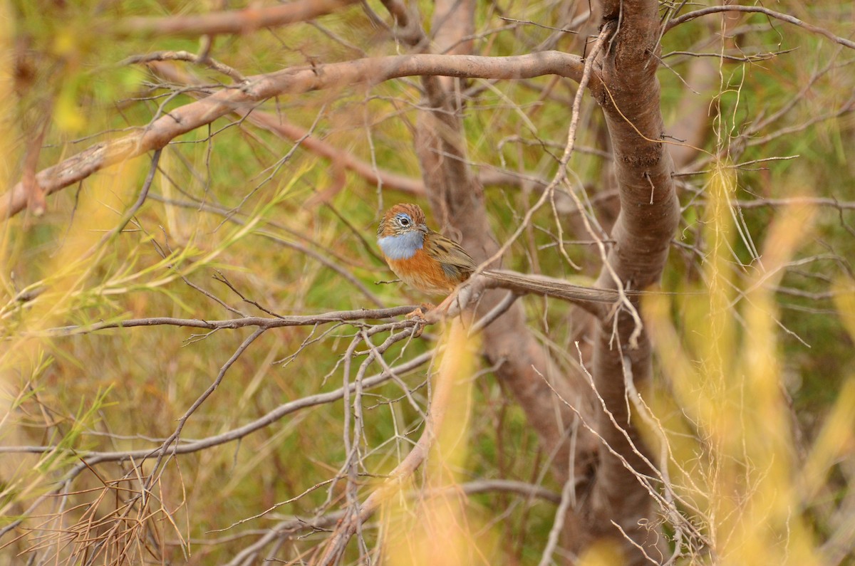 Southern Emuwren - ML431404291