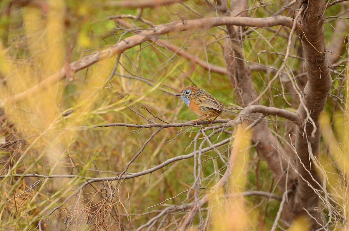 Southern Emuwren - ML431404311