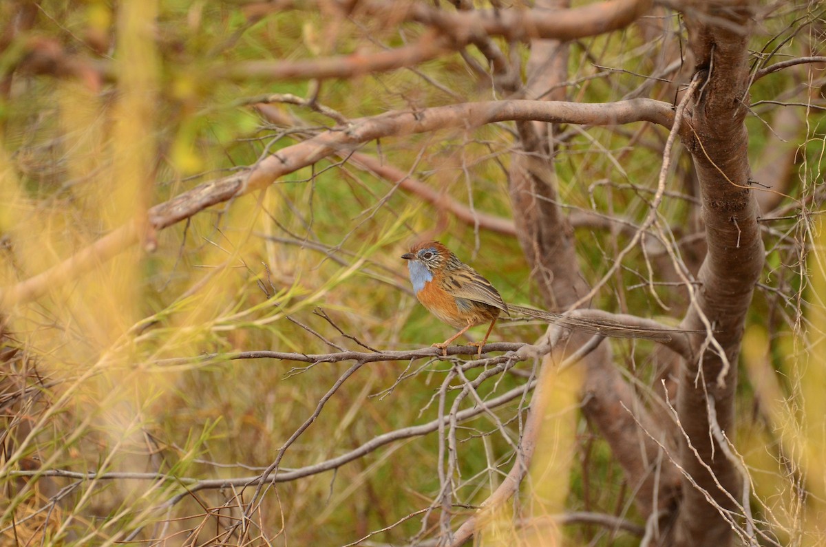Southern Emuwren - ML431404321