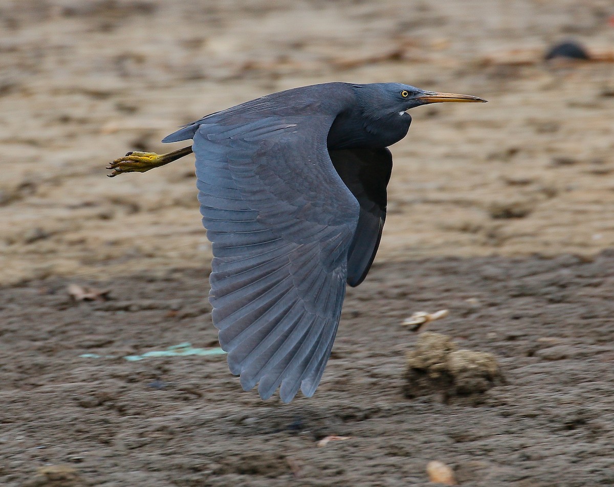 Pacific Reef-Heron - ML431405831